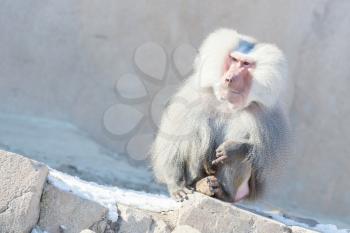 Close up of male hamadryas baboon in the winter