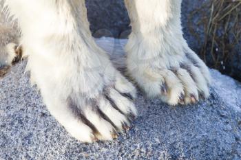 Polar bear on rocks, extreme close-up on paws