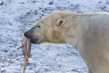 Close-up of a polarbear (icebear) in captivity eating something