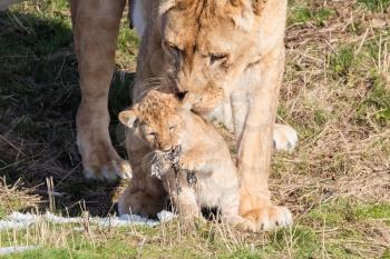 Lioness and cubs, exploring their surroundings in the winter