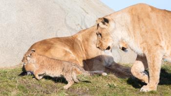 Lioness and cubs, exploring their surroundings in the winter