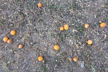 Oranges on the ground, wasting of fresh fruit