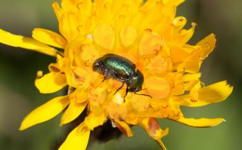 Small green bug on a yellow flower - Selective focus