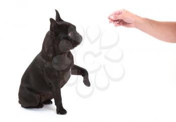 French bulldog giving a paw, selective focus