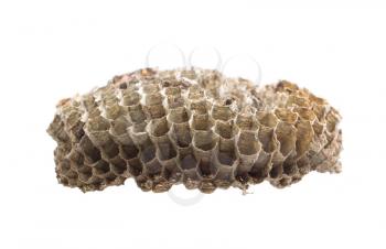 Honey bee wax honeycomb - Old and turned grey