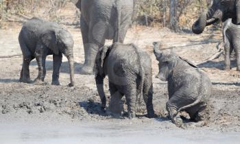 Elephant calf taking a mudbath, Moremi - Botswana