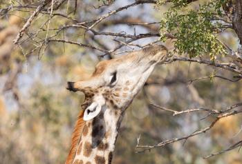 Giraffe (Giraffa camelopardalis) eating fresh leaves from a tree