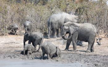 African elephants taking a mudbath, Moremi - Botswana