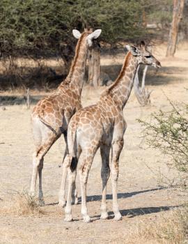 Two young giraffes (Giraffa camelopardalis) in Namibia