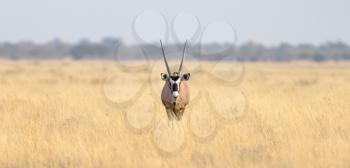 Beautiful oryx in the Kalahari desert, Botswana