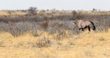 Beautiful oryx in the Kalahari desert, Botswana