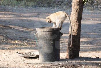 Vervet monkey on a trashcan, looking for human leftovers, Botswana