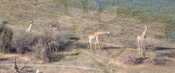 Adult giraffe (Giraffa camelopardalis) in Botswana, aerial view