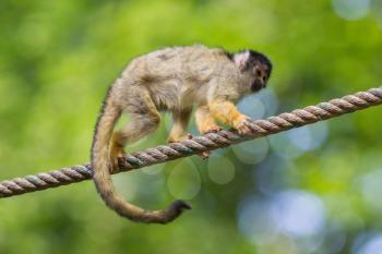 Small common squirrel monkeys (Saimiri sciureus), selective focus