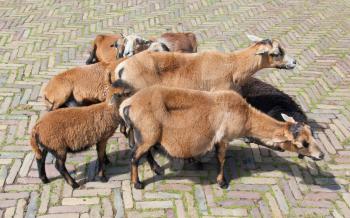 Flock of goats on a dutch road