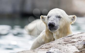 Close-up of a polarbear, enjoying the water