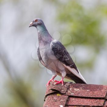 Pigeon on top of a red roof