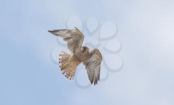 Falcon flying away, ready for the hunt