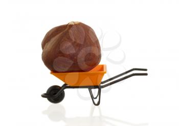 Orange wheelbarrow (miniature) with a hazelnut in it, isolated on white