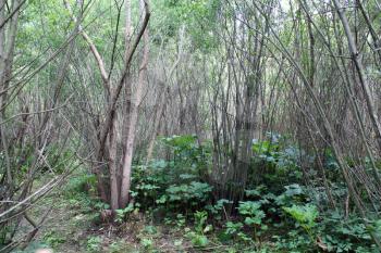 dense and  impassable brushwood of pussy-willows