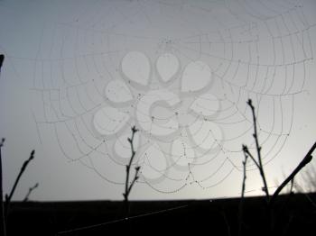 Beautiful web on a background of the grey sky