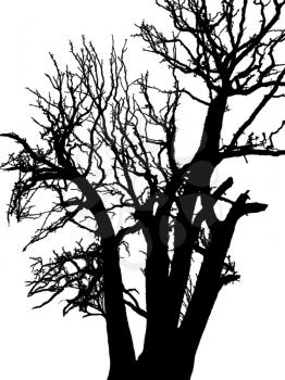 black silhouette of the tree on the white background