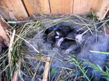 brood of the little young amusing rabbits