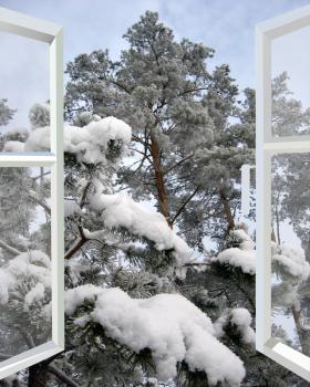 open window to snowy winter forest with branch of pine