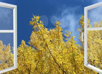 open window to yellow autumn tree