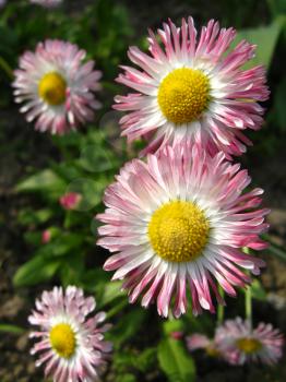 Beautiful and gentle flowers of a daisy