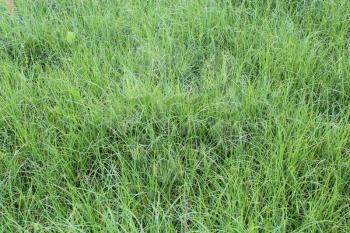 thickets of high green grass in the field