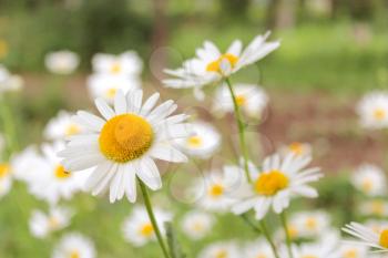 many beautiful white chamomile in the flower bed
