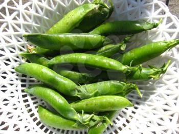 Fresh green pods of peas lay in a plate
