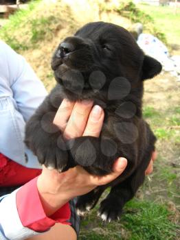 big black puppy in a woman's hand