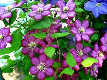 some beautiful blue and big flowers of clematis
