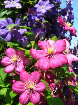 some beautiful red and big flowers of clematis
