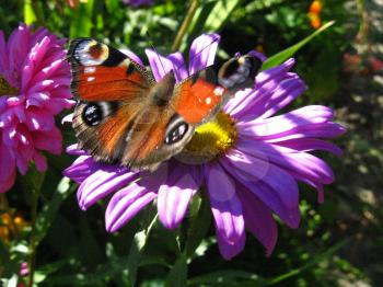 The butterfly of peacock eye sitting on the aster