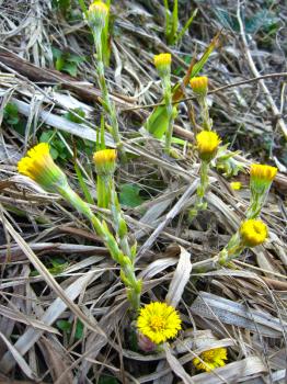 the image of young flowers of coltsfoot