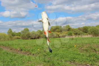 image of caught beautiful chub on the hook