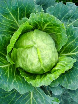 The image of big head of ripe cabbage