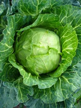 The image of big head of ripe cabbage