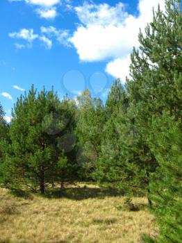 summer landscape with green forest and pines