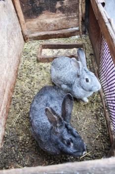 The image of pair of nice rabbits behind a bar