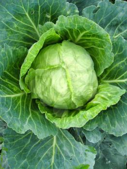 The image of big head of ripe and green cabbage