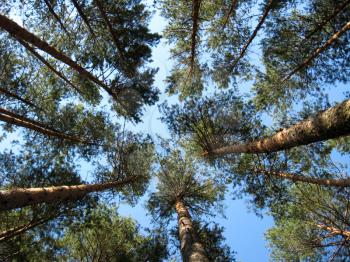 Fragment of the blue sky among branches of trees