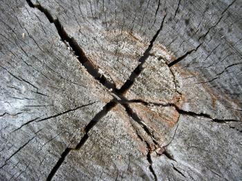 Pattern of dark wooden on a cut of a tree