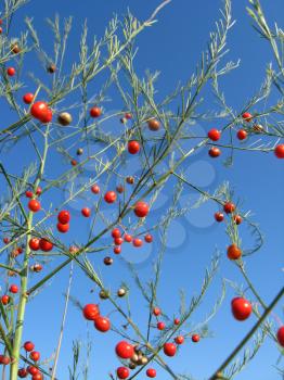Beautiful plant of asparagus officinalis with red berries