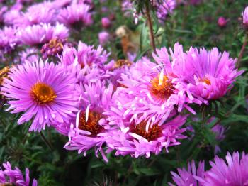 image of beautiful and bright red asters