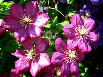 beautiful red and big flowers of clematis