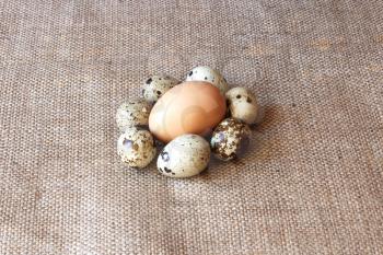some eggs of the quail and one of the hen on the gret sacking background